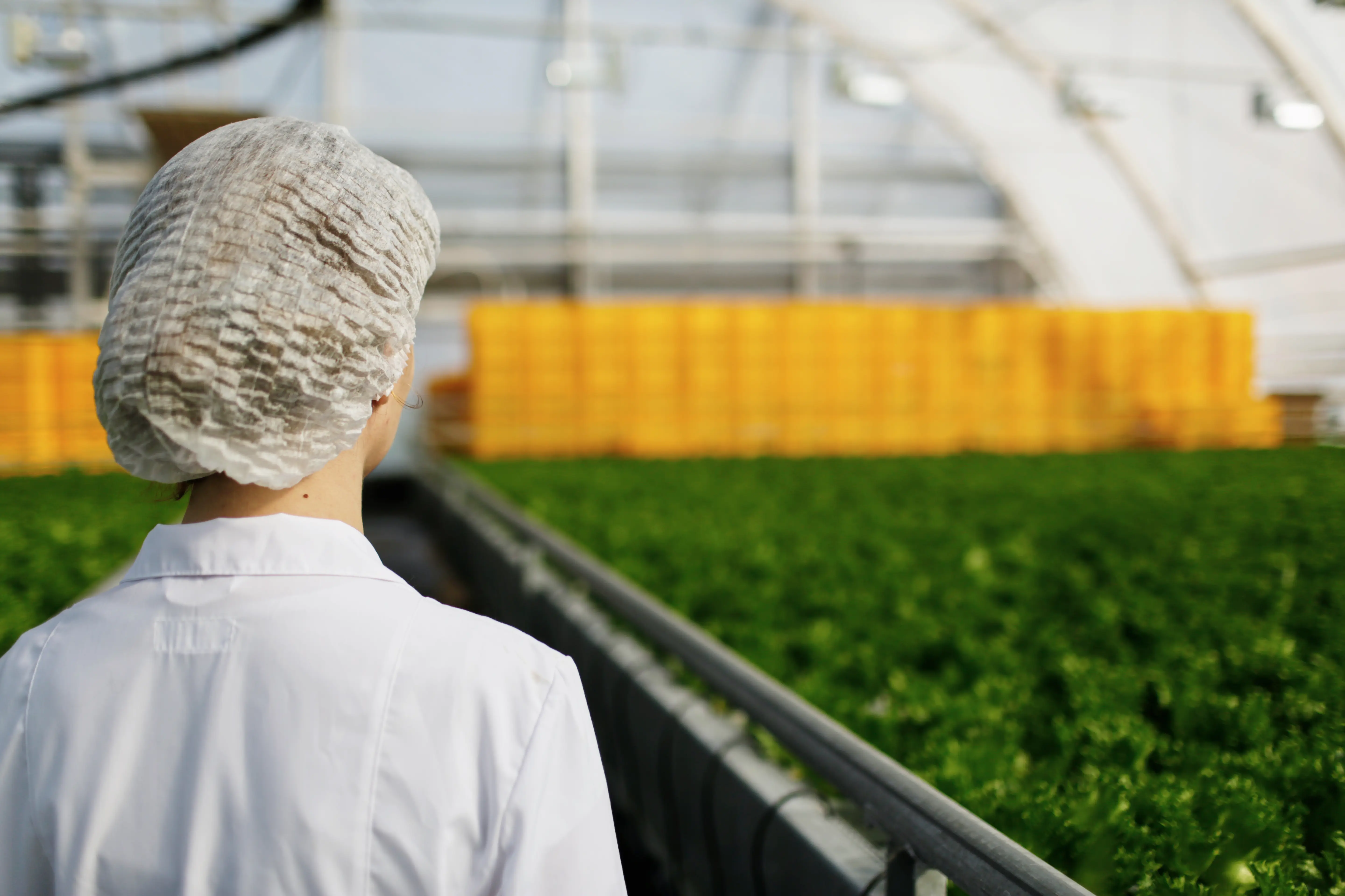 Crop Farming