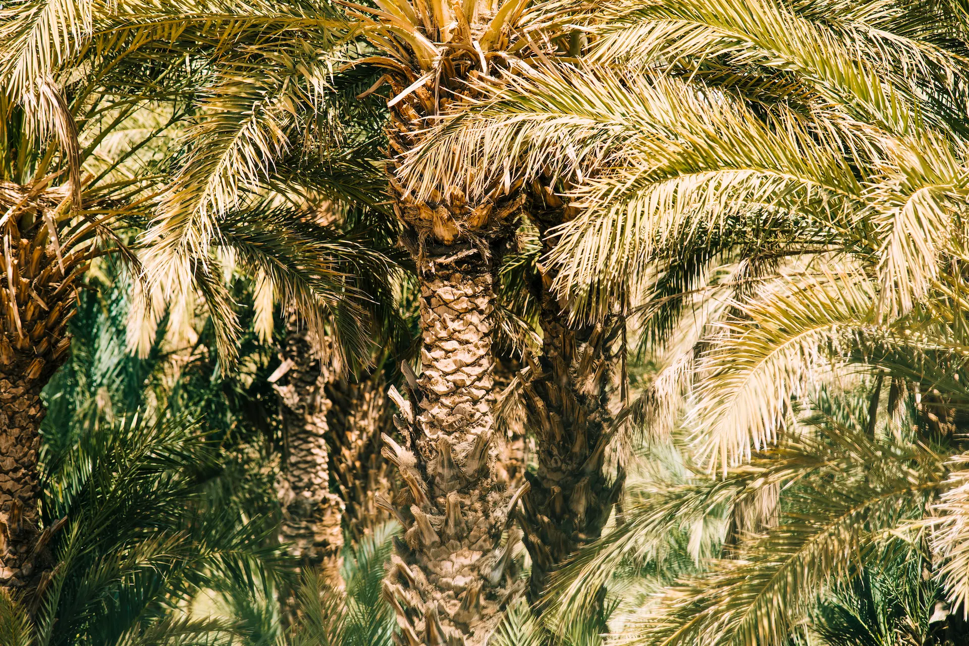 Date Palm Cultivation